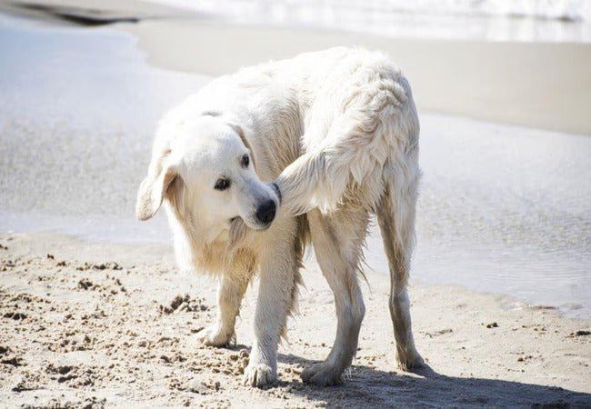 Why Dogs Chase Their Tails in 2025 – Vet‑Approved Guide to Play, Boredom & Compulsive Behavior 🐶🔄