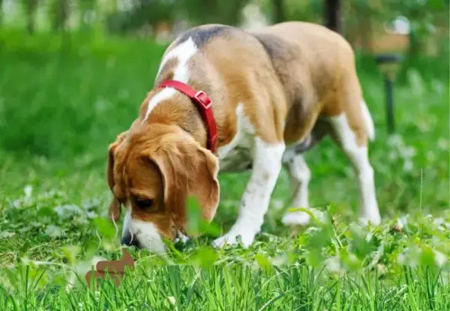 Why Dogs Eat Cat Poop: A Vet’s Complete Guide for 2025 🐶💩
