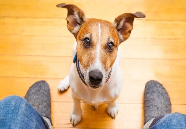 Why Dogs Follow You to the Toilet: Vet Explains Pack Bonding 🐶✨