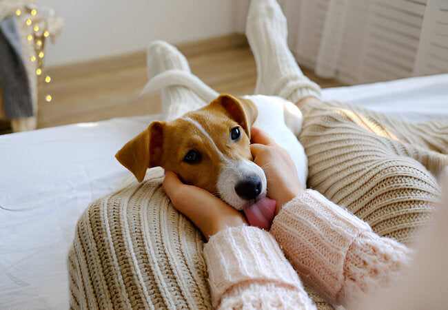 Why Dogs Lick You in 2025 – Vet‑Reviewed Reasons & Tips 🐶💧