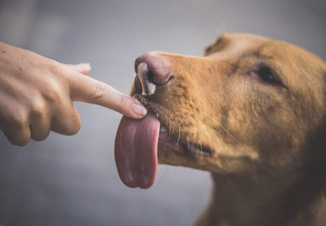 Why Dogs Lick You in 2025: Vet Reviewed Insights into Canine Tongue Behavior 🐶👅