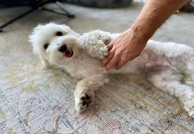 Why Dogs Love Belly Rubs in 2025 – Vet‑Reviewed Science & Tips 🐶💆