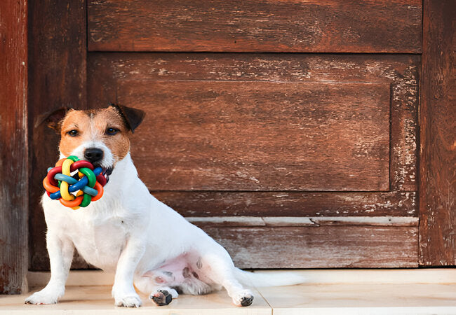 Why Dogs Love Squeaky Toys: Vet Insights 2025 ✅🐶🎯