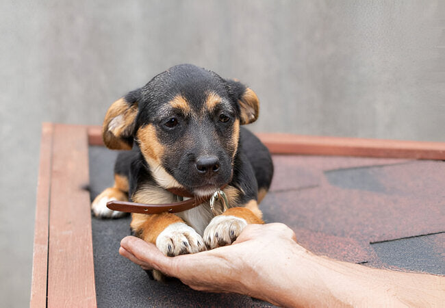 Why Dogs Put Their Paws on People in 2025 – Vet‑Approved Signals & Advice 🐶✋