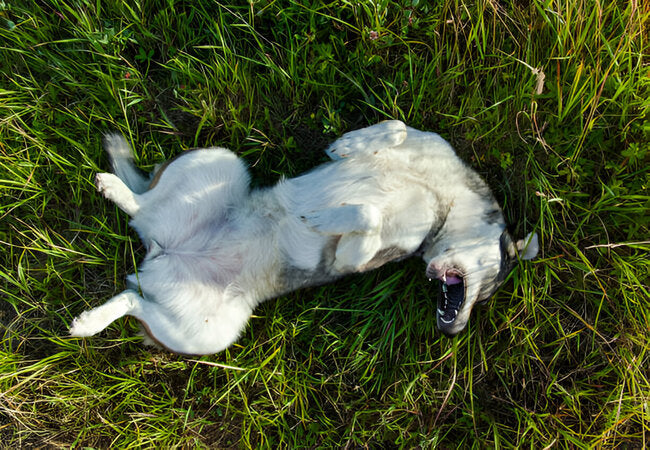 Why Dogs Roll in Dead Animals in 2025 – Vet‑Approved Guide to Instinct, Risks & Solutions 🐶💀