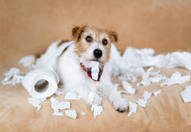 Why Dogs Shred Paper Products—Vet Wisdom 2025 🐶📄