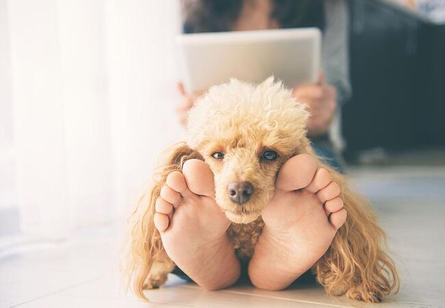 Why Dogs Sit on Your Feet—Vet Insights 2025 🐾