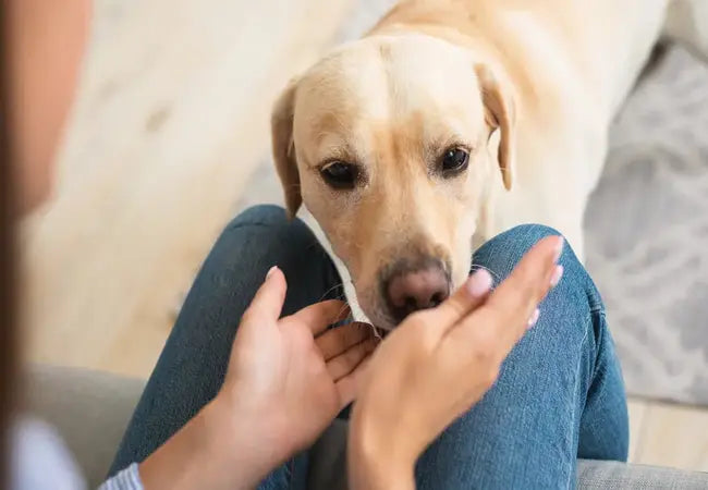 Why Dogs Smell People’s Crotches in 2025 – Vet‑Approved Guide to Canine Scent and Social Info 🐶👃
