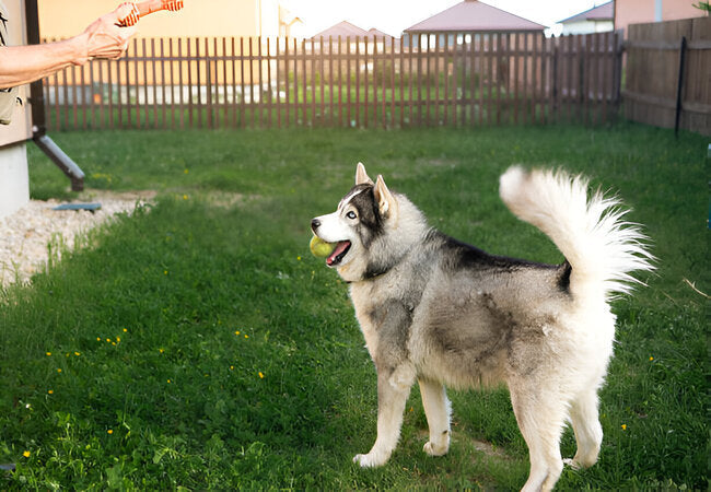 Why Dogs Wag Their Tails in 2025 – Vet‑Reviewed Tail Language Guide 🐶📊