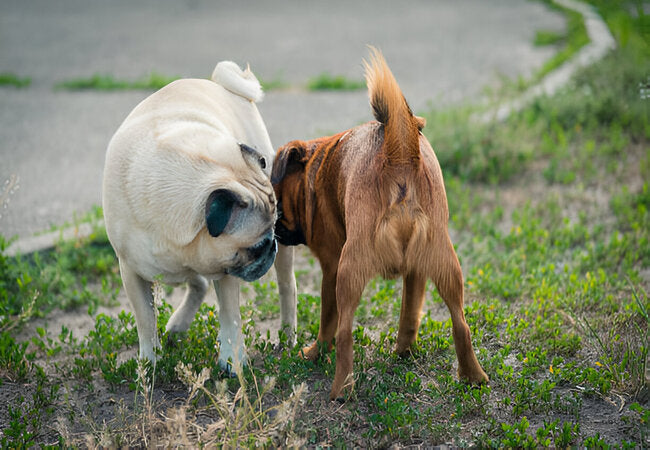Why Female Dogs Hump in 2025 – Vet‑Approved Insights & Solutions 🐶🔍