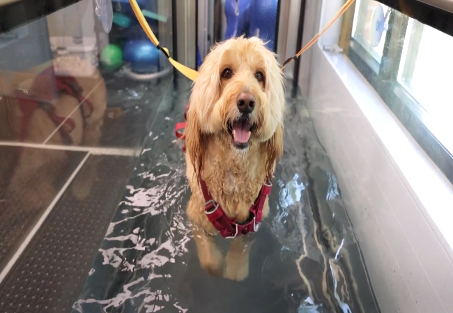 Why Hydrotherapy Benefits Dogs: Vet Approved 2025 Guide to Healing & Fitness 🏊♂️🐶