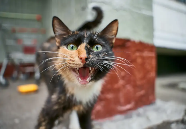 Why Is My Cat Meowing So Much?