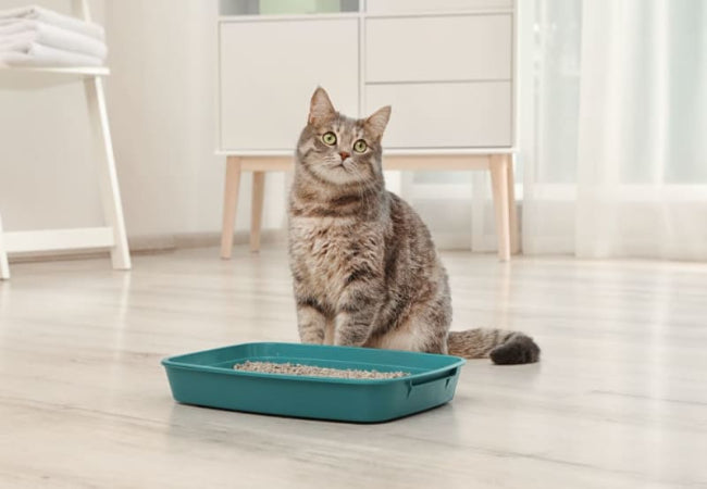 Why Is My Cat Peeing Outside the Litter Box?