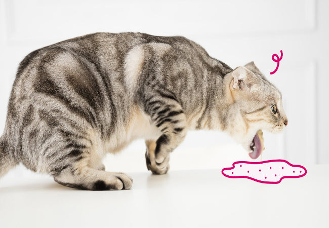 Why Is My Cat Vomiting?
