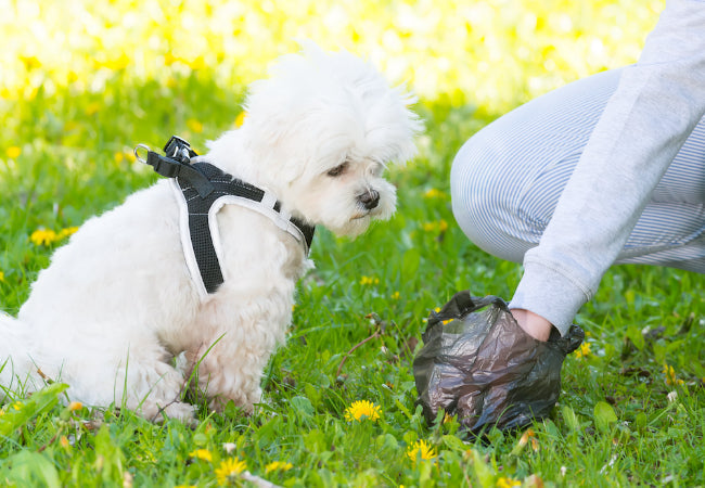 Why Is My Dog Eating Poop?