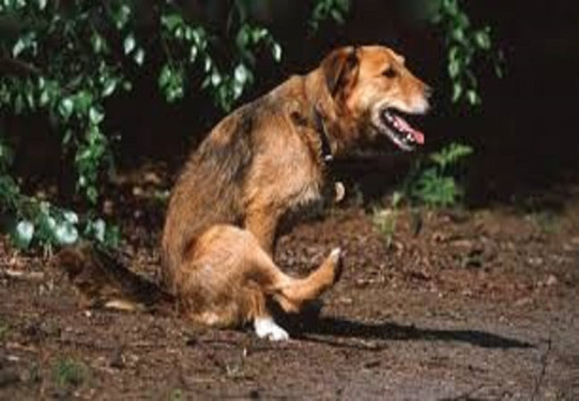 Why Is My Dog Scooting? What It Means and How to Stop It