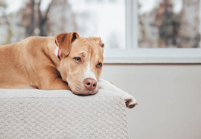 Why Is My Dog Vomiting Blood 2025? Vet Guide to Causes & Treatment 🩸🐶