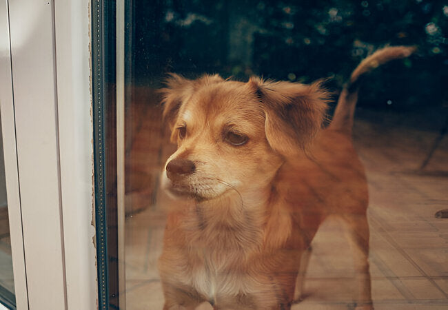 Why Is My Nervous Dog Afraid to Go Outside? Vet Guide 2025 🐾