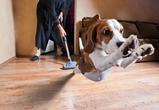 Why My Dog Is Scared of Everything: Vet‑Approved Help for 2025 🩺🐶