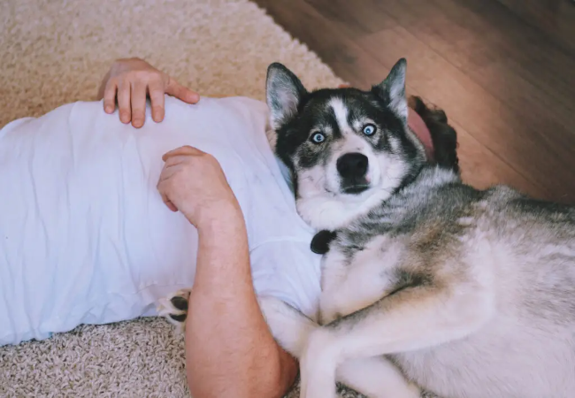 Why My Dog Lies on Me: Vet‑Approved Reasons & Tips for 2025 🩺🐶