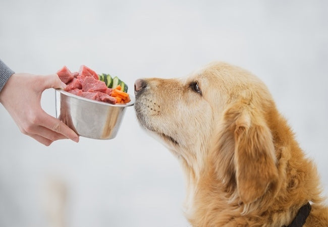 Why Organic Dog Food Matters in 2025: A Vet’s Deep Dive 🐕🌿