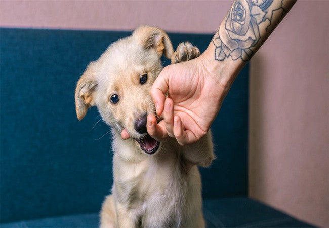 Why Puppies Bite: Vet-Backed Bite-Inhibition Tips & Training for 2025 🩺🐶