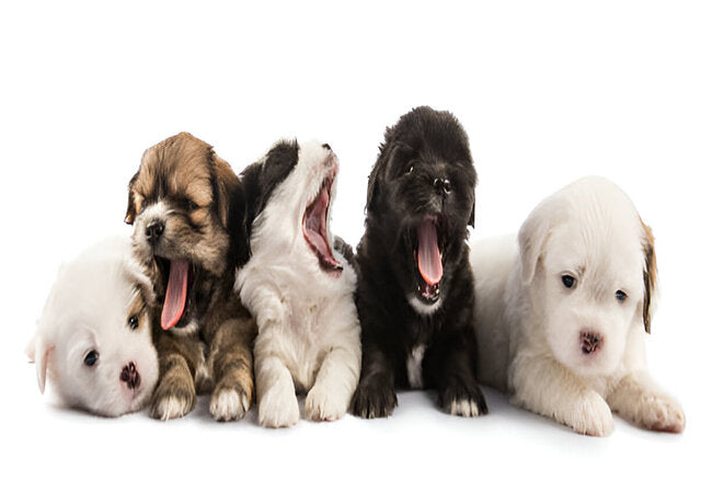 Why Puppies Cry & Whine in 2025 – Vet‑Approved Guide to Understanding & Comforting 🌟🐶