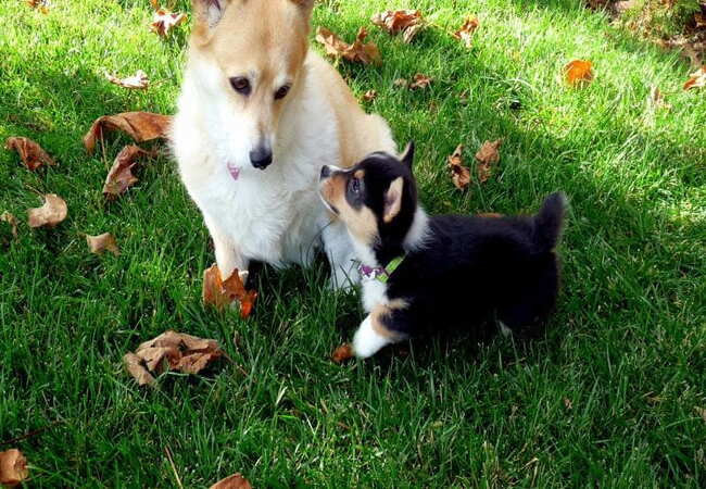 Why Puppies Stop Growing: Veterinary Insight & Growth Guide 2025 🩺🐾