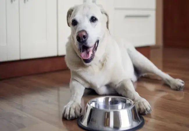 Why Your Dog Is Always Hungry: Veterinary Insight & Care Tips 2025 🩺🐾