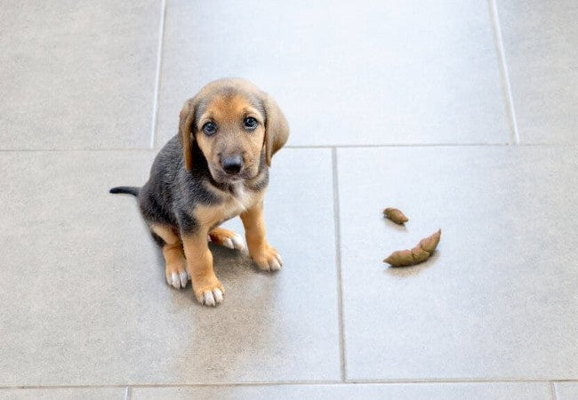 Why Your Dog Is Pooping in the House: Vet-Guided Solutions for 2025 🩺🐶