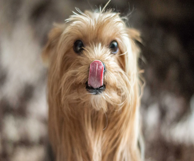 Why Your Dog Keeps Licking His Lips: Vet Approved Insights for 2025 🩺🐶