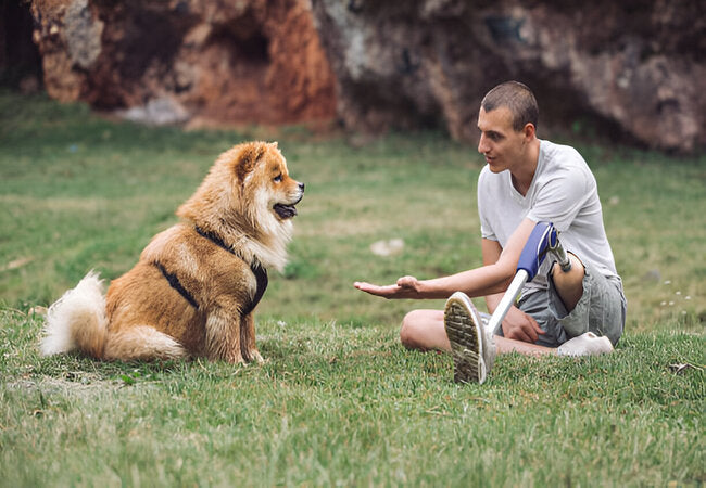 Why Your Dog Sometimes Forgets His Training in 2025 – Vet‑Approved Insights & Solutions 🐶🧠