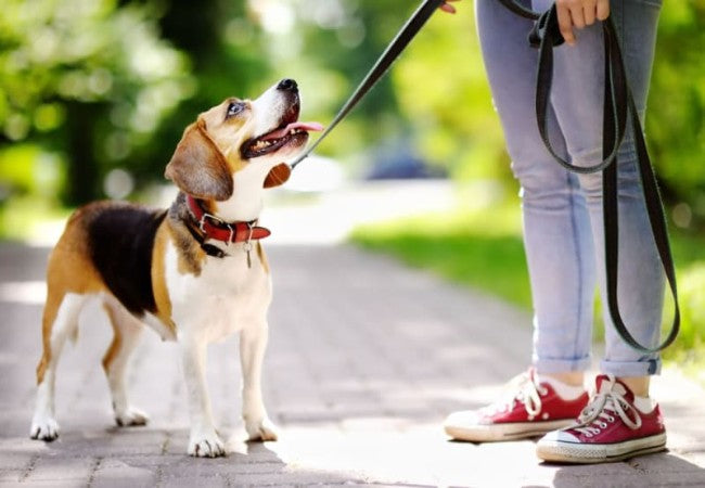 Why Your Dog Won’t Walk on a Leash: A Vet Approved Guide for 2025 🐶🐾