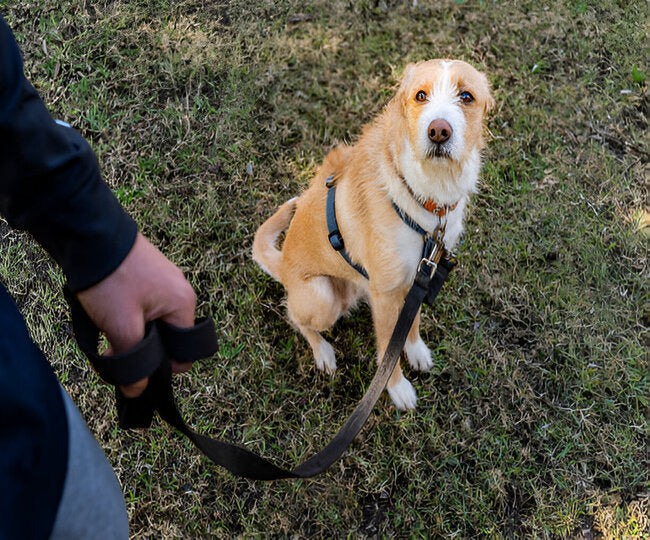 Why Your Dog Won’t Walk on a Leash in 2025 – Vet‑Approved Causes & Fixes 🐾🩺