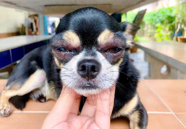 Why Your Dog’s Face Is Swollen: Veterinary Guide & Care 2025 🩺🐾