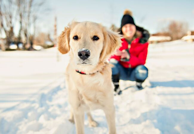 🐾 Winter Walking Dangers for Dogs Safety Tips Every Pet Parent Needs in 2025 ❄️