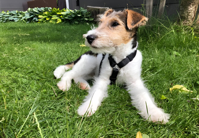 Wire Fox Terrier Guide 2025: Vet-Approved Tips for a Bold, Playful Pup 🐕✨