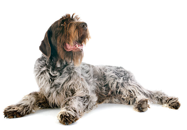 Wirehaired Pointing Griffon Guide 2025: Vet-Approved Care & Traits 🐾🎯