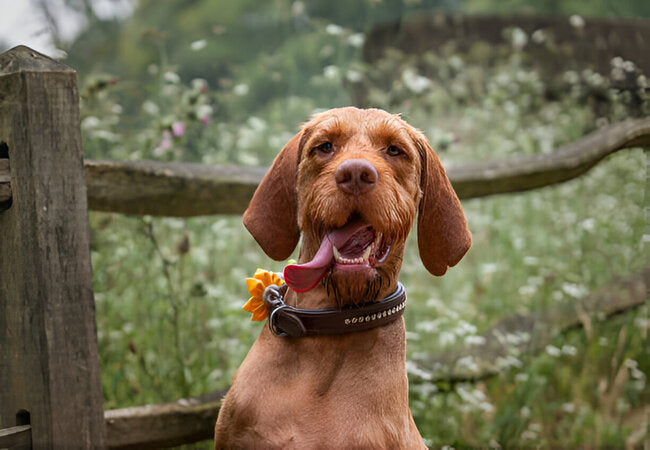 Wirehaired Vizsla Guide 2025: Vet-Approved Care for a Rugged Companion 🐾
