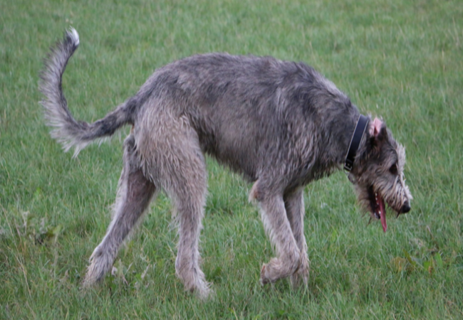 Wobbler Syndrome in Dogs: Veterinary Guide 2025 🩺🐾