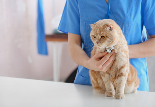Why Is My Cat Coughing? Vet Guide to Feline Coughs