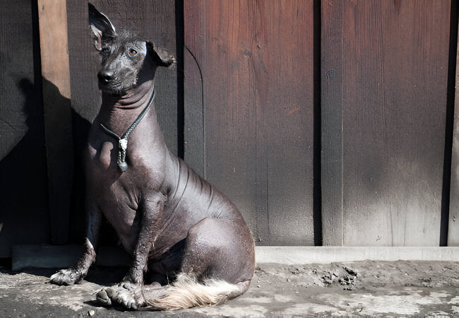 Xoloitzcuintli Guide 2025: Vet-Approved Care for a Loyal 🐾🔥