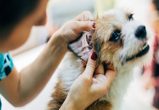 Yeast Infections in Dogs: Veterinary Guide &amp; Care Tips 2025 🩺🐾