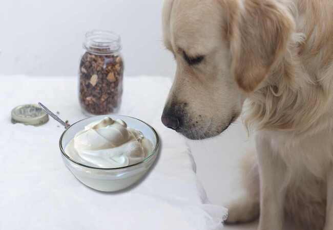 Healthy Foods Checklist: Yogurt for Dogs