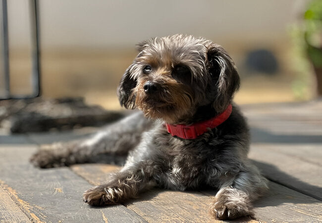 Yorkiepoo Guide 2025: Vet-Approved Tips for a Smart, Loving Companion 🐾✨