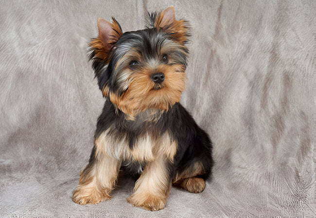 Yorkshire Terrier Guide 2025: Vet-Approved Care for a Big Personality 🐾🧡