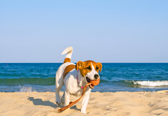 You’re Not a Bad Pet Parent If Your Dog Hates the Dog Park or Dog Beach in 2025 – Vet‑Approved Tailored Advice 🐶🏖️