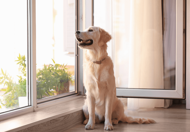 You're Not a Bad Pet Parent If Your Dog Is a Loner: A Vet Approved Guide for 2025 🐶🐾