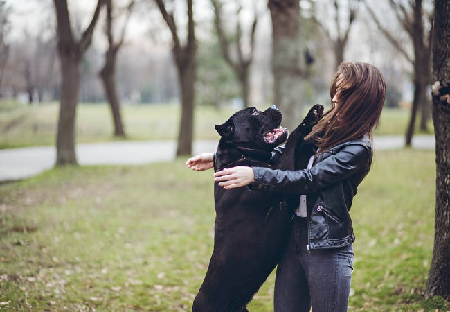 You're Not a Bad Pet Parent If Your Dog Jumps on People: A Vet Approved Guide to Polite Greetings in 2025 🐶🐾