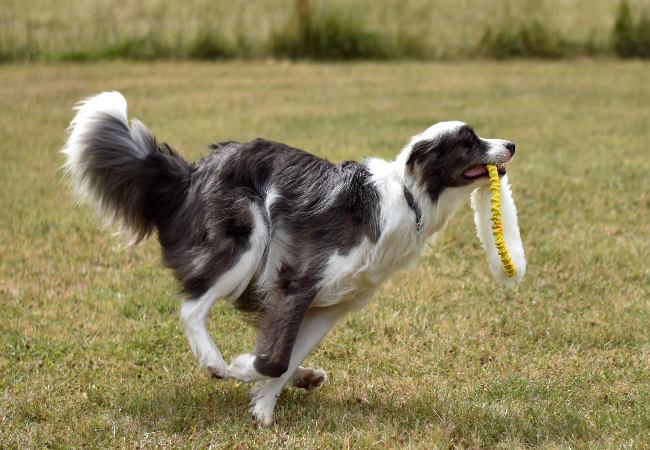 You're Not a Bad Pet Parent if Your Dog Hates Fetch (2025 Vet Approved Guide) 🎾🐾